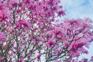 wordpress blog用123